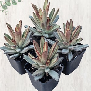 Chocolate soldier plant.  Kalanchoe tomentosa.