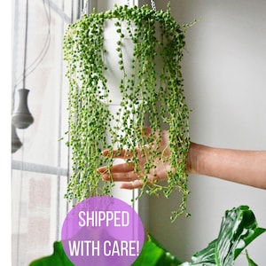 May include: A hanging plant with long, trailing stems of small, round, green leaves. The plant is in a white pot and is hanging from a white chain. The text "SHIPPED WITH CARE!" is visible in the lower left corner of the image.