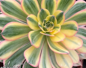 House Plants, Aeonium Sunburst variegated, drought tolerant plants, indoor or outdoor plant.