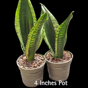 sansevieria Whitney, indoor plant, rare snake plants, easy care plant, , snake plant, Plants safe for Pets | Air Purifier Plant.