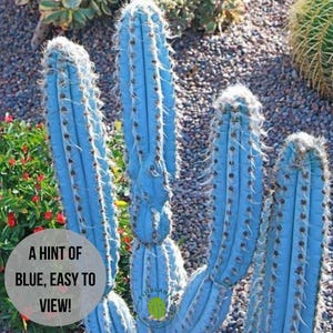 Vivid Blue Torch Cactus, Brazilian Blue Cactus | pilocereus azures cactus | bluish succulents