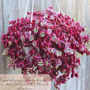 Calico Kitten Crassula: Variegated Trailing Succulent