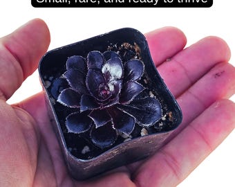 small Black Rose Aeonium Succulent - Zwartkop Aeonium Arboreum