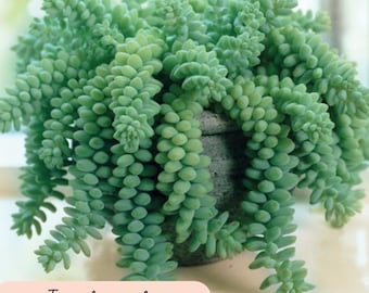 Sedum Burrito: Live Donkey Tail Succulent, Sedum Morganianum