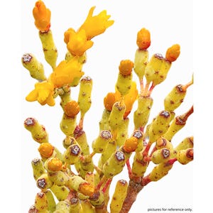 Dancing Bones Cactus: Hatiora Salicornioides Succulent