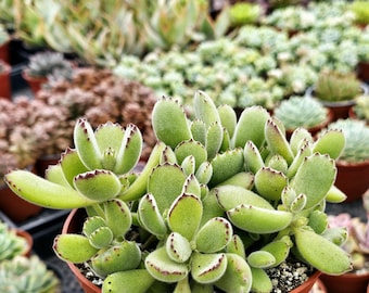 Bear Paw Plant, fuzzy succulent, Embrace the Unique Beauty of Cotyledon Tomentosa, fuzzy succulent,