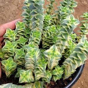 May include: A succulent plant with green and yellow leaves arranged in a spiral pattern. The plant is growing in a black plastic pot.
