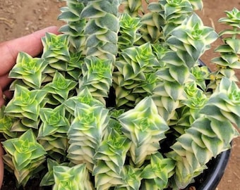 Variegated String of Buttons | Crassula perforata | Rare Succulent with Pink & Cream Leaves
