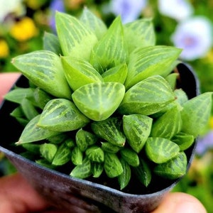 Haworthia Retusa Succulent: Potted Star Cactus, Drought Tolerant