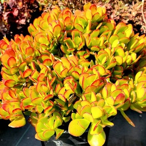 Golden Jade Succulent - Crassula ovata 'Hummel's Sunset' - Live Plant