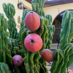 Monstrose Apple Cactus: Cereus Peruvianus, Edible Fruit