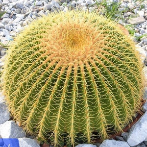 Golden Barrel cactus, Mother-in-law&#39;s-cushion, Golden Ball Cactus, Golden Barrel Cactus, California Barrel Cactus, live cactus plants.