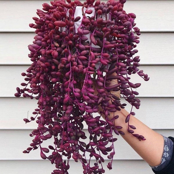 Ruby Necklace Succulent – Colorful Hanging Plant Gift, Easy-Care Trailing Succulent for Home or Office