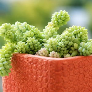 Donkey Tail Succulent – Trailing Sedum Morganianum, Rare Hanging Plant, Easy to Propagate imagen 1