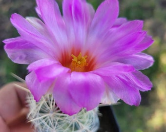 Pink Flower Cactus Etsy