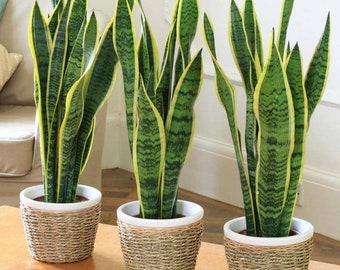 Potted Snake Plant: Sansevieria Laurentii, Easy-Care Houseplant