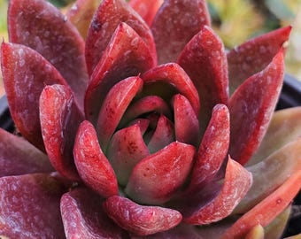 May include: Close-up of a succulent plant with deep red, pointed leaves. The plant's center reveals a hint of green, contrasting with the rich red hues. The leaves are arranged in a rosette pattern, showcasing the plant's intricate structure.