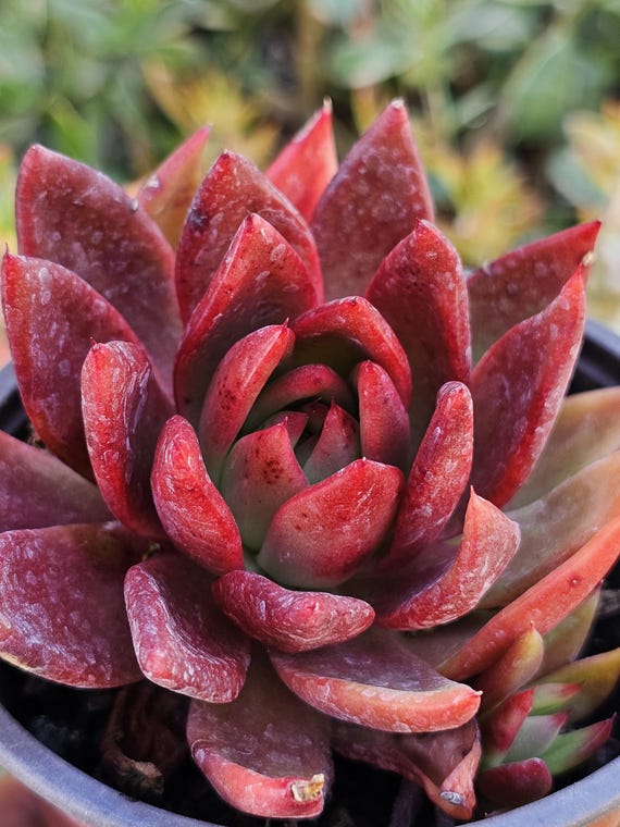 Echeveria Agavoides: Exotic Succulent in 4 Inch Pot, Live Succulent Potted.  Red Plant - Etsy
