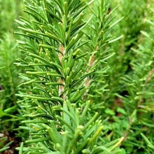 Fresh Organic Rosemary, herbs herbal products aroma therapy spice circulation natural herbs  botanical, romero, planta de romero.