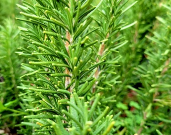 Fresh Organic Rosemary Herb Plant - 1 Gallon size