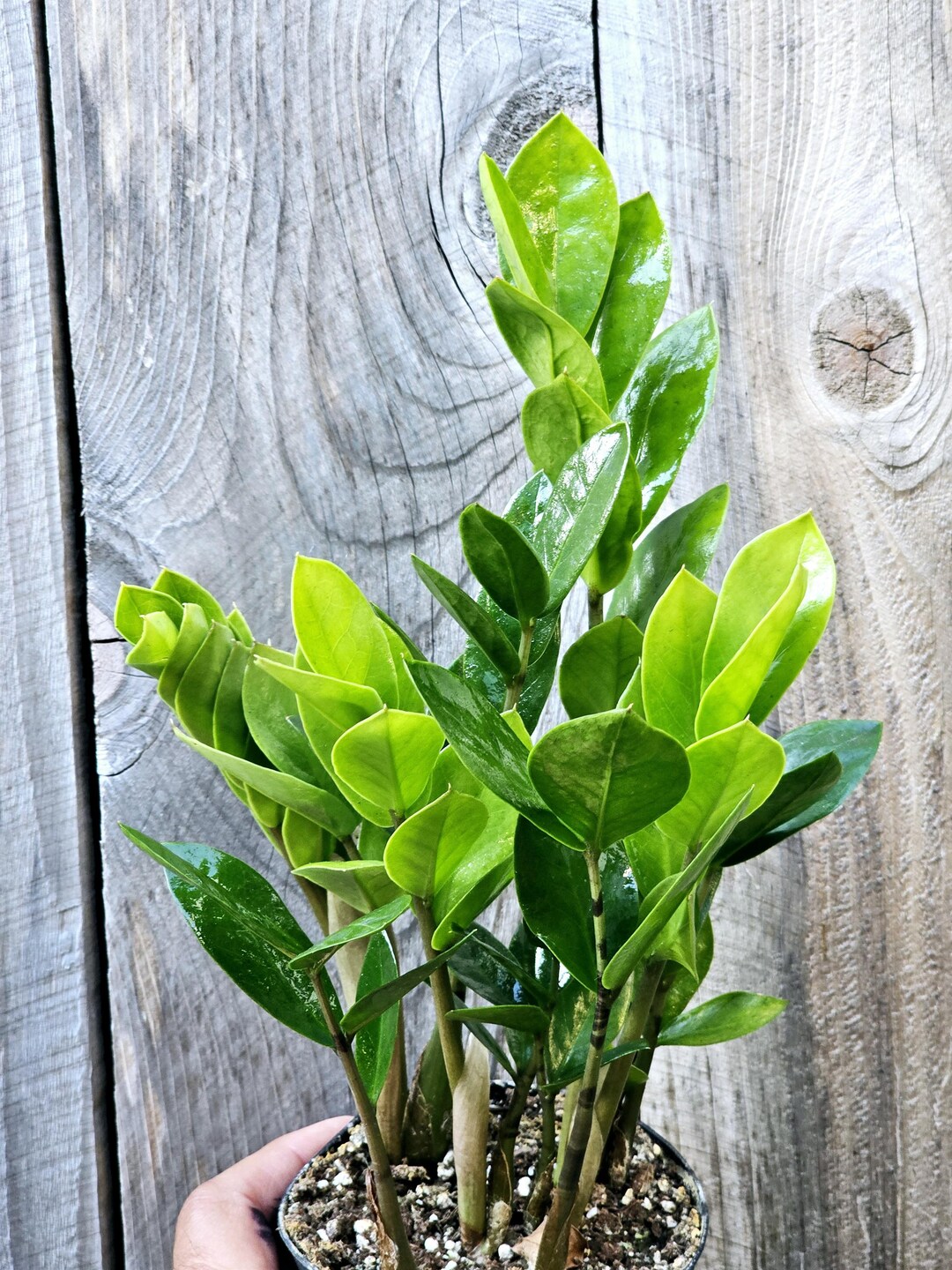 ZZ Plant In 6 Inch Pot - Zamioculcas Zamiifolia, Low Light Indoor Houseplant, Air Purifying, Easy Care Good Luck Plant