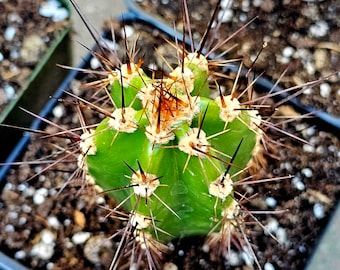 4" pot Neoraimondia neocardenasia herzogiana, Bolivian torch cactus.