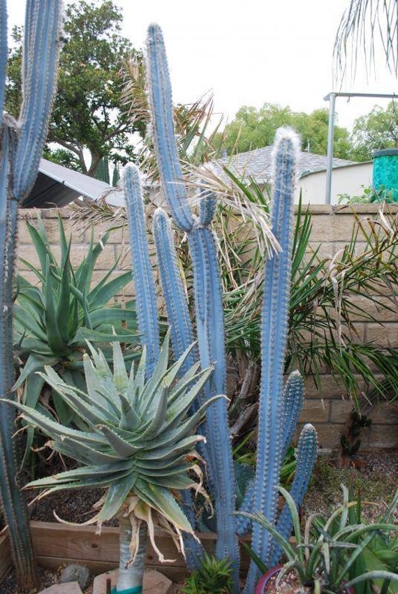 Pilosocereus Azureus - Brazillian Blue Torch Cactus. Hardy