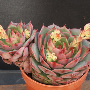 May include: Two Echeveria succulent plants with thick, fleshy, blue-green leaves tipped in deep red. The plants feature multiple small, pale yellow and orange flower buds emerging from between the rosettes, all contained within a simple orange plastic pot.