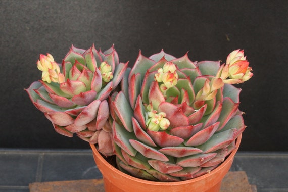 Echeveria Olivia Cluster: Rare Rosette Succulent, Live Potted Plant