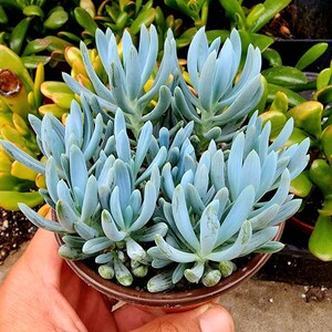 Senecio mandraliscae Senecio ficoides Senecio serpens Blue Chalksticks Plant Rare Potted succulent Rare senecio. 1 plant 4" pot