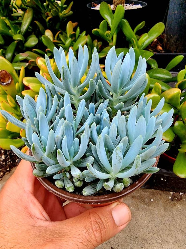 Senecio mandraliscae Senecio ficoides Senecio serpens Blue Chalksticks Plant Rare Potted succulent Rare senecio. 1 plant 4" pot