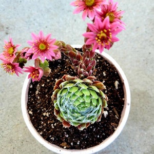 sempervivum arachnoideum, Cobweb Hens and Chicks,  succulent, rare succulent.