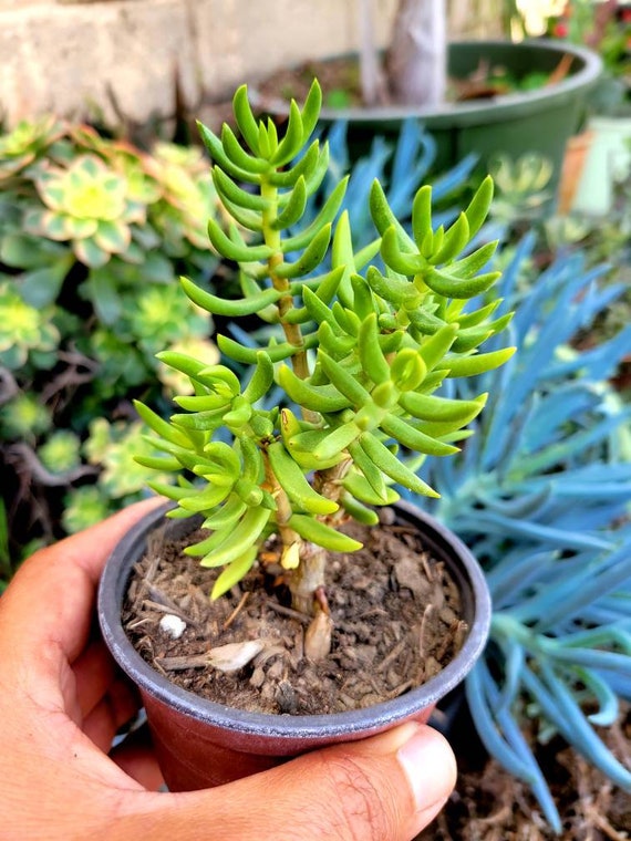 indoor plant pot mix Houseplant Soil main image 0