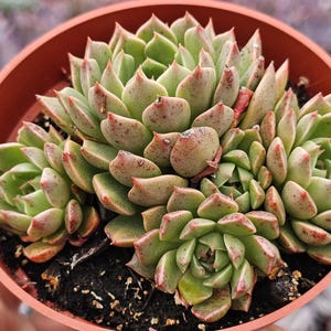 May include: A cluster of light green succulent plants with pointed leaves tipped in reddish-brown hues, growing in a round terracotta-colored plastic pot filled with dark potting soil. The plant features multiple rosettes.
