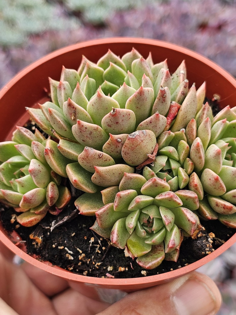 May include: A cluster of light green succulent plants with pointed leaves tipped in reddish-brown hues, growing in a round terracotta-colored plastic pot filled with dark potting soil. The plant features multiple rosettes.