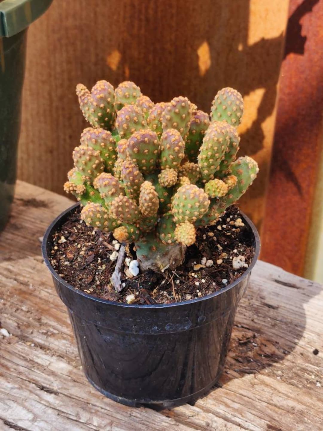 Opuntia Rufida Minima Cinnamon Cactus, Opuntia Monstrose. Beautiful Drought Tolerant Plant. Etsy