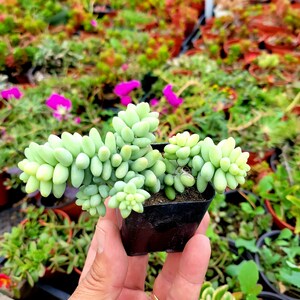 Donkey Tail Hanging succulent live potted plant. size is 2 inches pot.