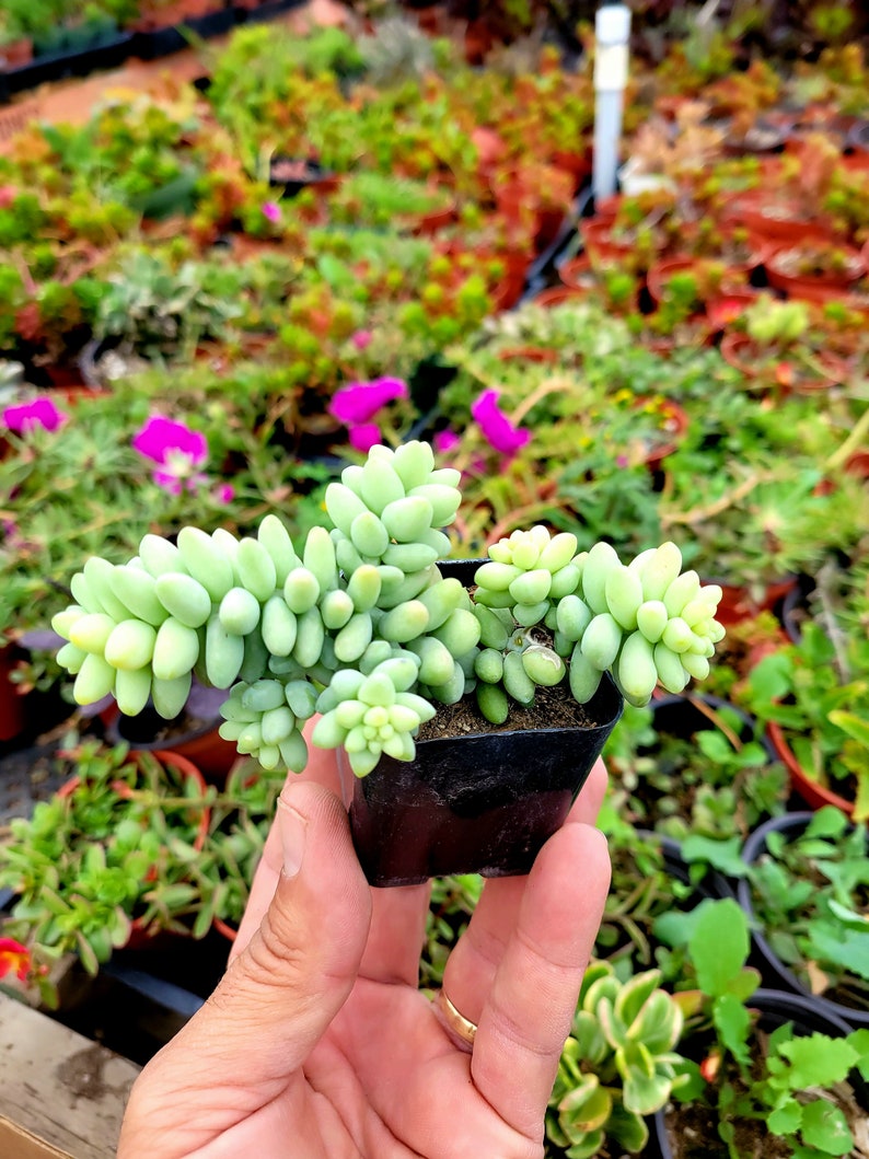 Donkey Tail Hanging succulent live potted plant. size is 2 inches pot.
