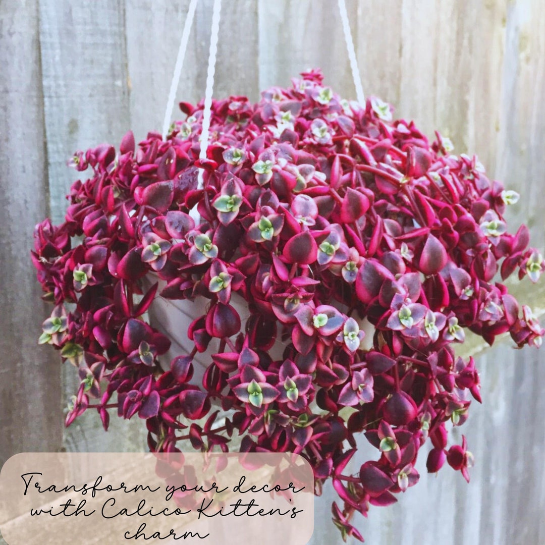 Calico Kitten Crassula Pellucida, Variegated Live Succulent, Trailing ...