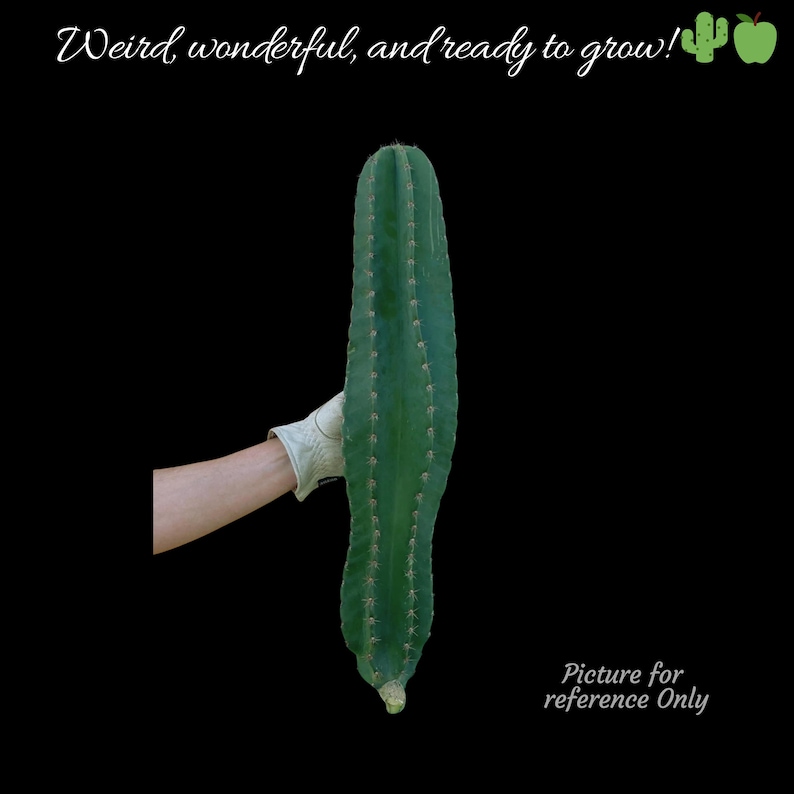 Peruvian Apple Cactus Cutting - Thumbnail 3