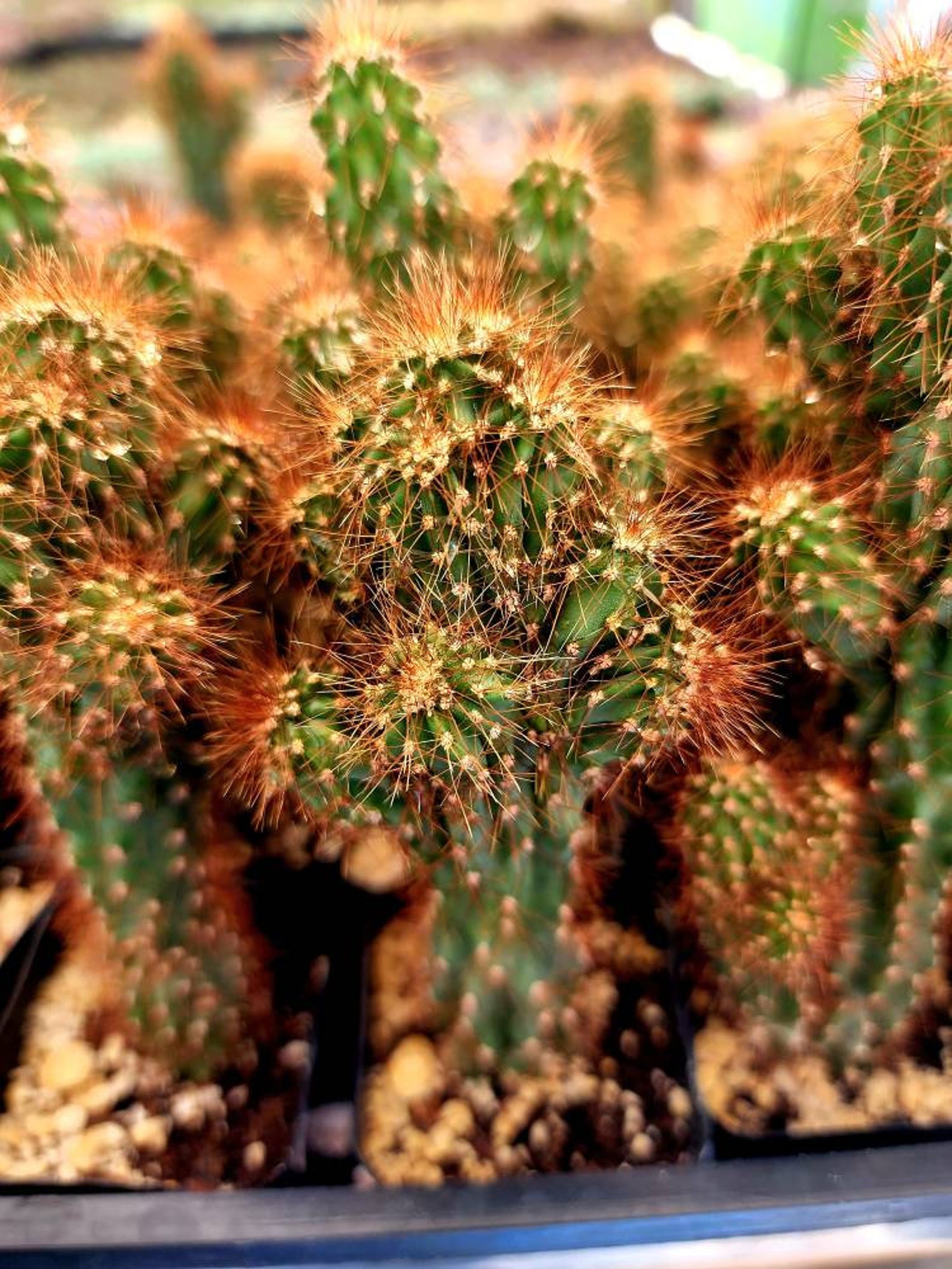From Ancient Ritual To Modern Use: The Peruvian Apple Cactus - 6nhcuye