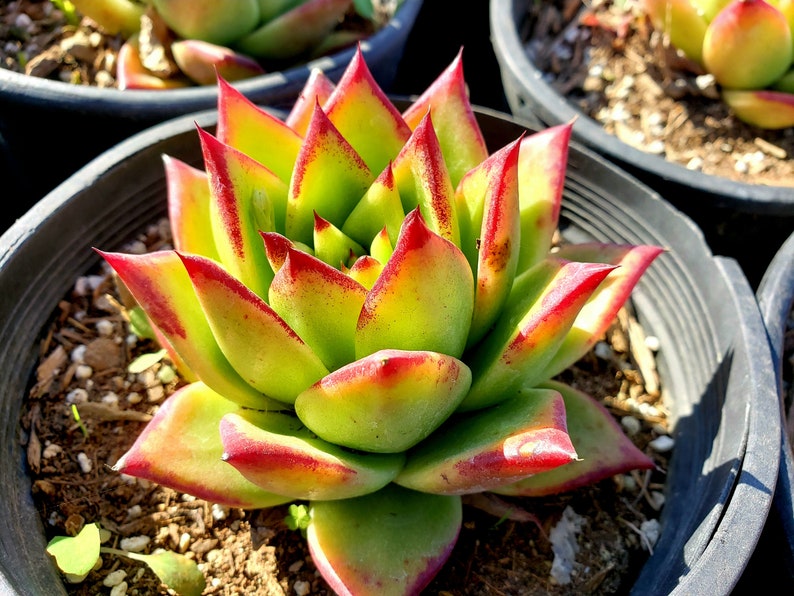 Echeveria agavoide Lipstick Ebony rare succulent Etsy