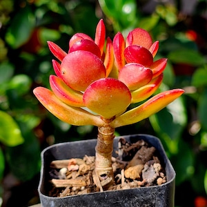 May include: A small succulent plant with red and yellow leaves in a black plastic pot. The plant is in focus and the background is blurred.
