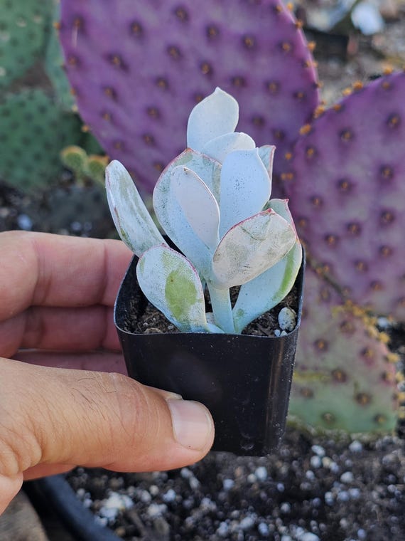 Cotyledon Orbiculata – Rare Potted Succulent, Low Maintenance Houseplant Gift