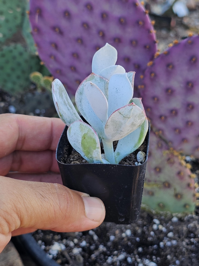 May include: A small succulent plant with pale blue-green leaves in a square black pot. The leaves have a slight powdery coating and reddish edges. A purple cactus is in the background.