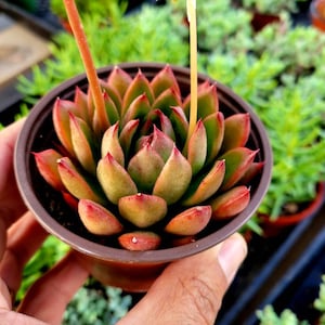 Echeveria Agavoides: Exotic Succulent in 4 Inch Pot
