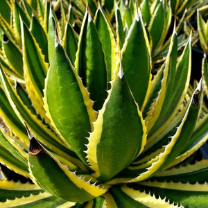 Agave lophantha Quadricolor, Quadricolor Century Plant, Exotic plant, exotic agave image 5