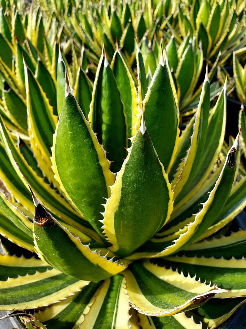 Agave lophantha Quadricolor, Quadricolor Century Plant, Exotic plant, exotic agave image 5