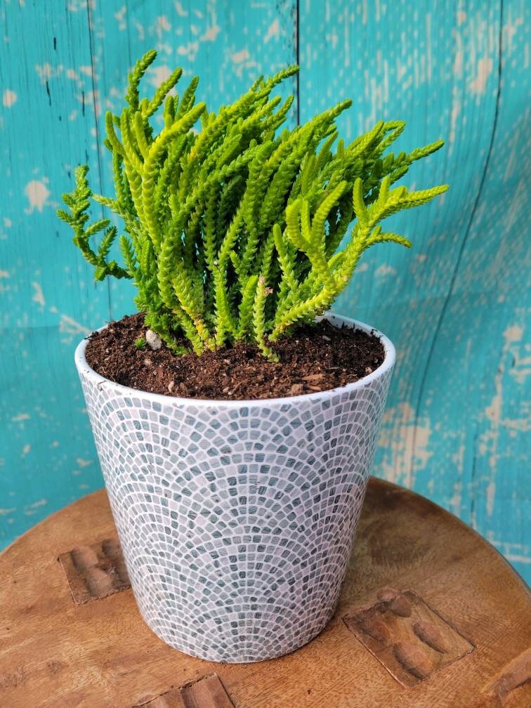Watch Chain, Princess Pine, Crassula, Live Plants, Drought Tolerant Plant,  Rare Succulent, - Etsy