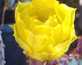 Opuntia santa rita, Santa Rita Prickly Pear, Purple Prickly Pear, Opuntia chlorotica var. santa rita, Opuntia violacea var. santa rita